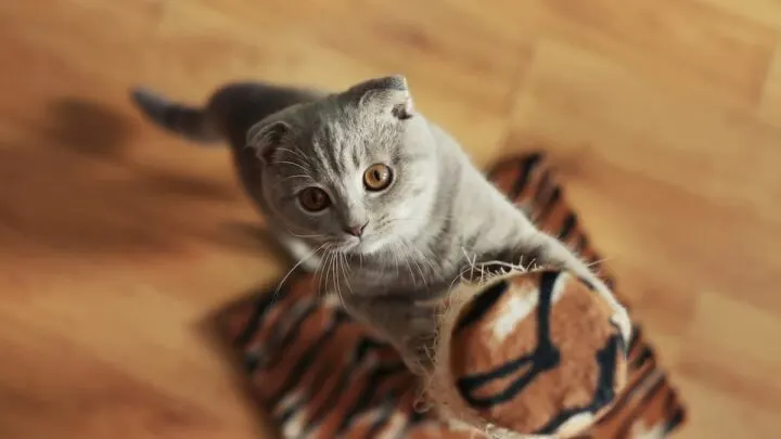 Why Do Cats Get Zoomies After Eating &ndash; 7 Common Reasons