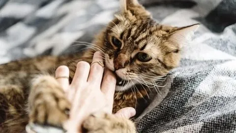 Why Do Cats Give Love Bites &ndash; Is It Affection?
