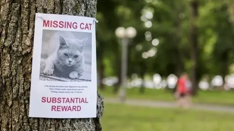 Why Do Cats Go Missing For Days &ndash; Is It Normal?