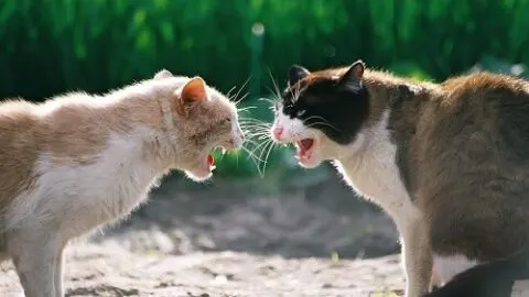 Why Do Cats Groom Each Other And Then Fight &ndash; The Reason
