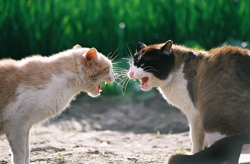 Why Do Cats Groom Each Other And Then Fight The Reason