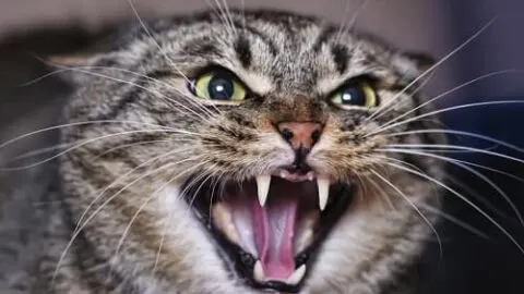 Why Do Cats Growl &ndash; Behavioral Concerns And More!