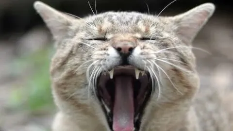 Why Do Cats Hate Singing &ndash; Is It Normal Behavior?