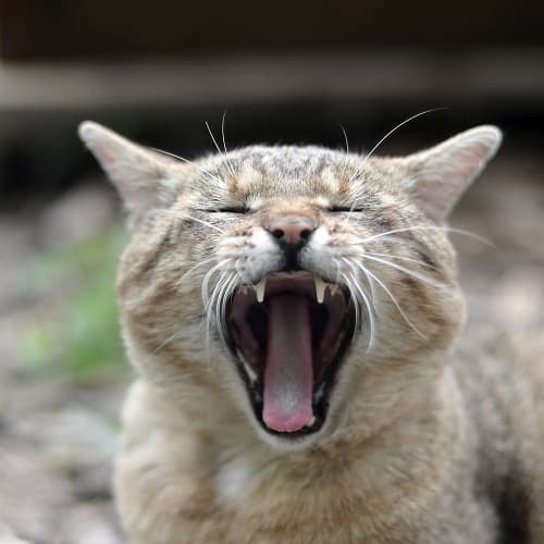 Why Do Cats Hate Singing 