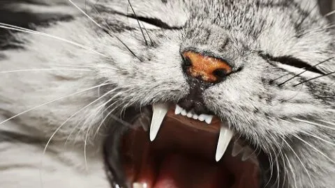 Why Do Cats Have Black Lips &ndash; Is This Normal?