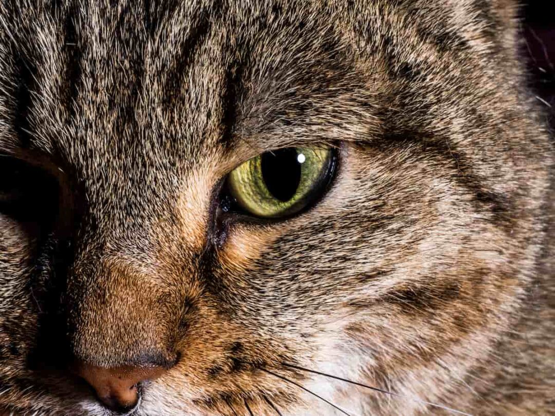 Why Do Cats Have Snake Eyes What You Should Know!