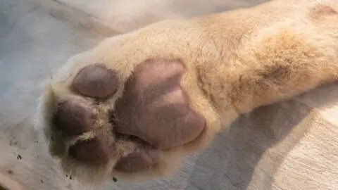 Why Do Cats Have Webbed Feet – Is It Rare?