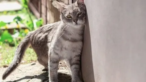 Why Do Cats Headbutt &ndash; The Behavior Explained