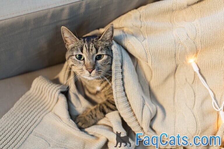 Why Do Cats Hump Blankets 5 Explanations