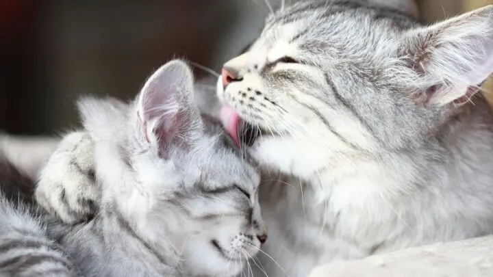 Why Do Cats Inbreed&nbsp;&ndash;  5 Common Reasons