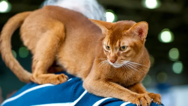 Why Do Cats Jump On You &ndash; 5 Common Reasons