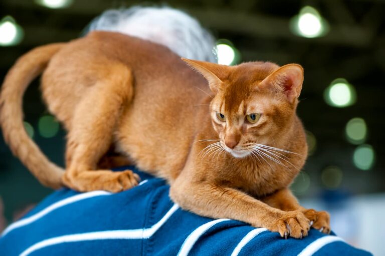 Why Do Cats Jump On You 5 Common Reasons