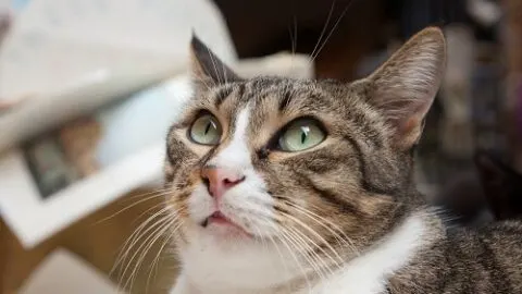 Why Do Cats Knead My Hair &ndash; Is It Normal?