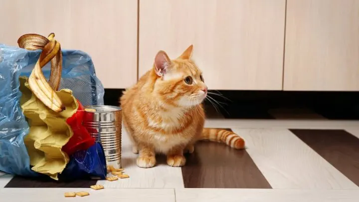 Why Do Cats Knock Over Trash Cans &ndash; The Interesting Reason!