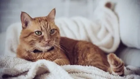 Why Do Cats Lick Blankets – Should It Happen?