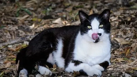 Why Do Cats Lick Their Nose &ndash; What Does It Mean?