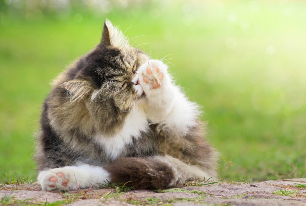 Why Do Cats Lick Their Paws 5 Reasons