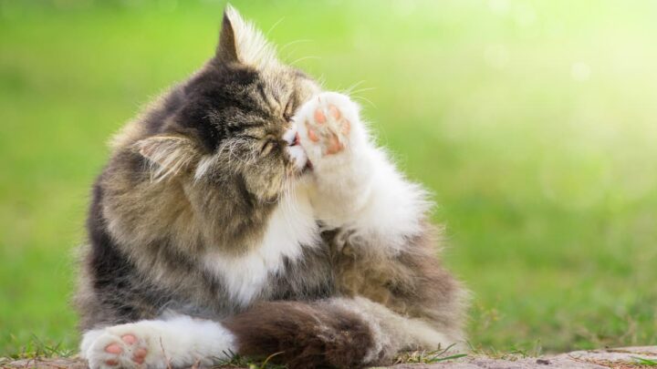 Why Do Cats Lick Their Paws – 5 Reasons