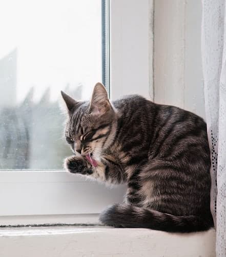 Why Do Cats Lick Windows Tongue Behavior Senses Faqcats Com