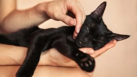Why Do Cats Like Being Pet – Bonding & Trust