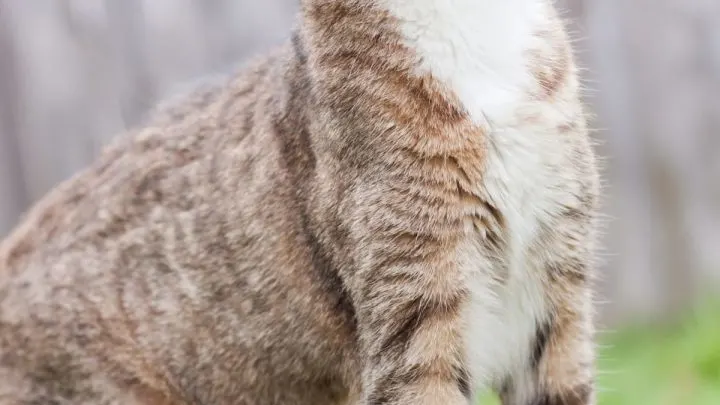 Why Do Cats Like Butt Pats &ndash; Common Reasons!