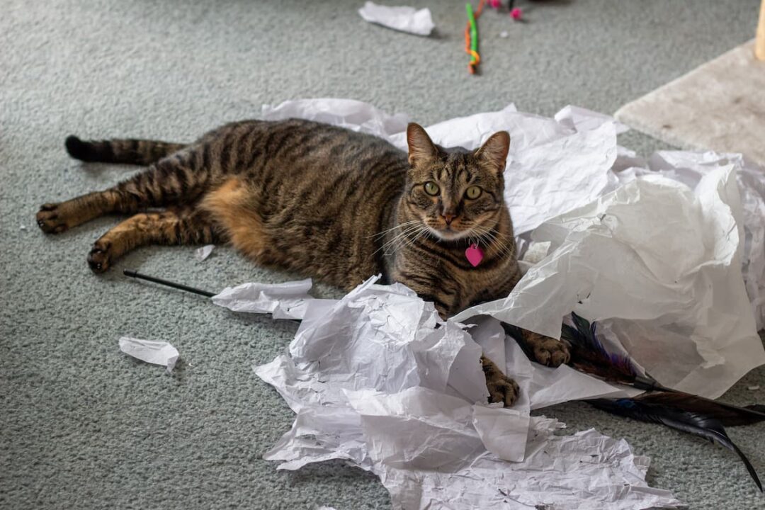 Why Do Cats Like Crinkly Things 12 Reasons!
