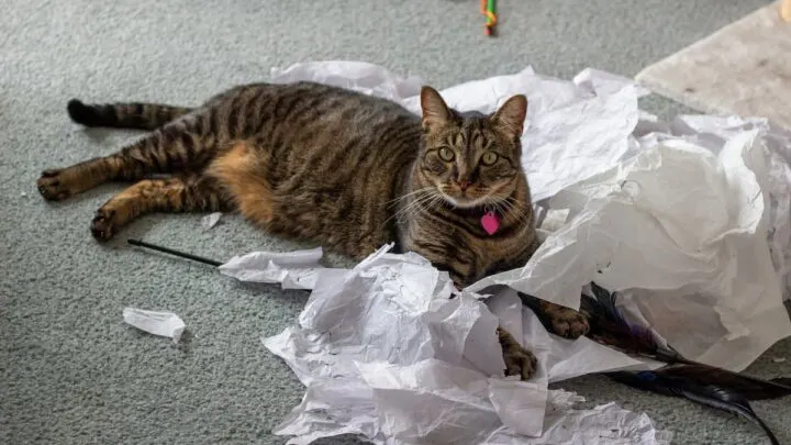 Why Do Cats Like Crinkly Things &ndash; 12 Reasons!
