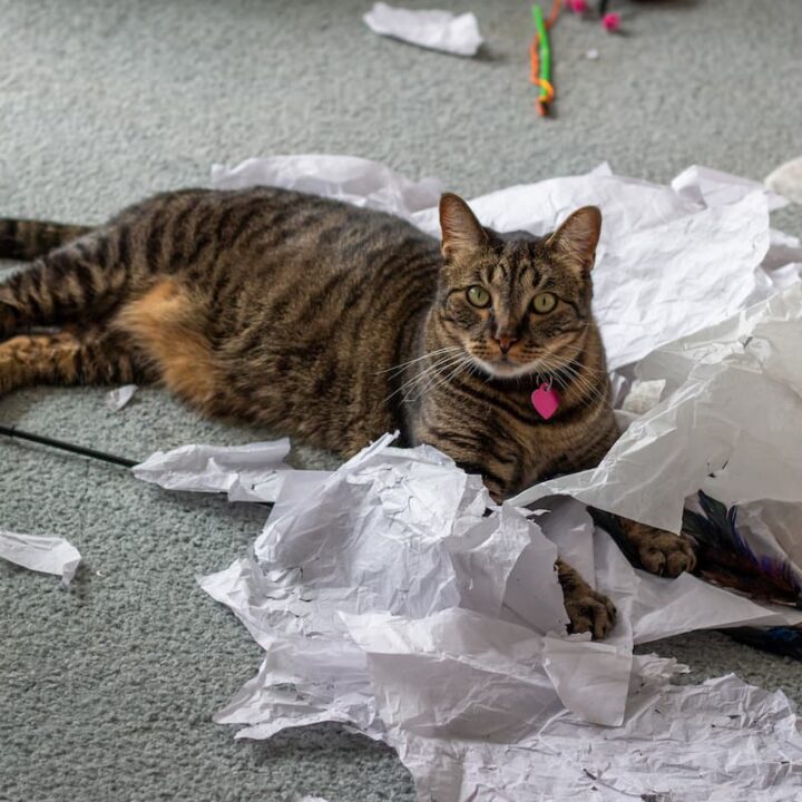 Why Do Cats Like Crinkly Things 12 Reasons!