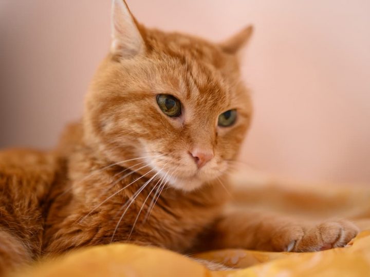 Why Do Cats Like Heat