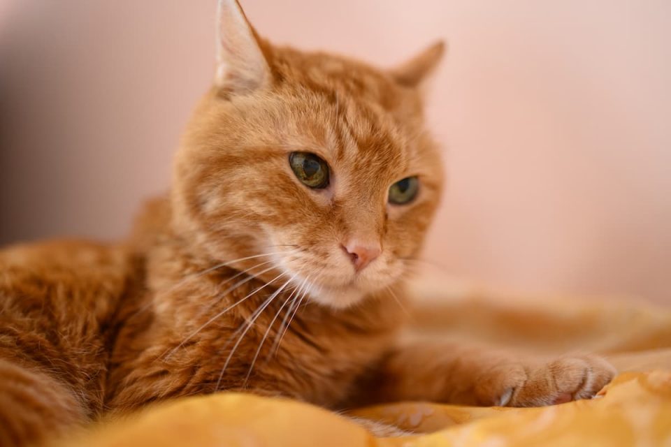 Why Do Cats Like Heating Pads 5 Reasons!