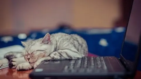 Why Do Cats Like Keyboards &ndash; Is It Normal?