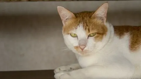 Why Do Cats Like Me So Much &ndash; 15 Unique Reasons