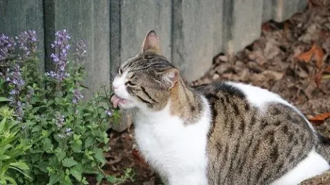 Why Do Cats Like Mint &ndash; Interesting Facts To Know!