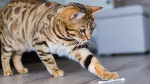 Why Do Cats Like Q-Tips &ndash; Should They Play With Them?