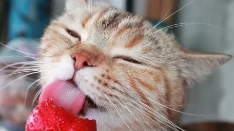 Why Do Cats Like Strawberries &ndash; Are They Okay To Eat?