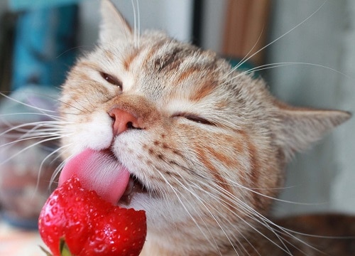 Why Do Cats Like Strawberries? 
