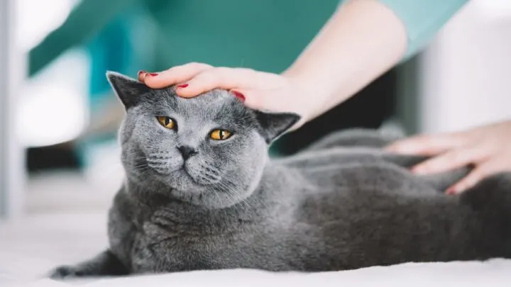 Why Do Cats Like Their Bottom Smacked &ndash; The Odd Reasons
