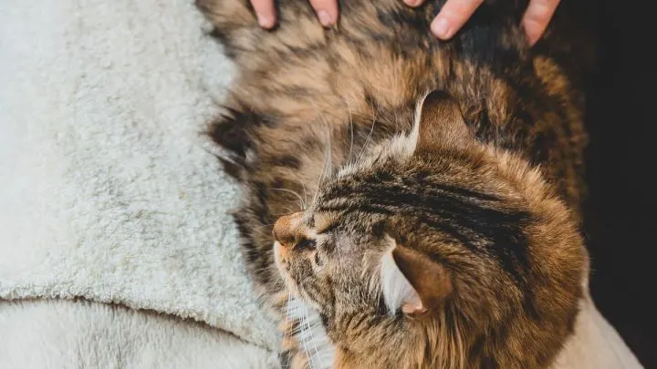Why Do Cats Like Their Butt Scratched &ndash; 10 Reasons!