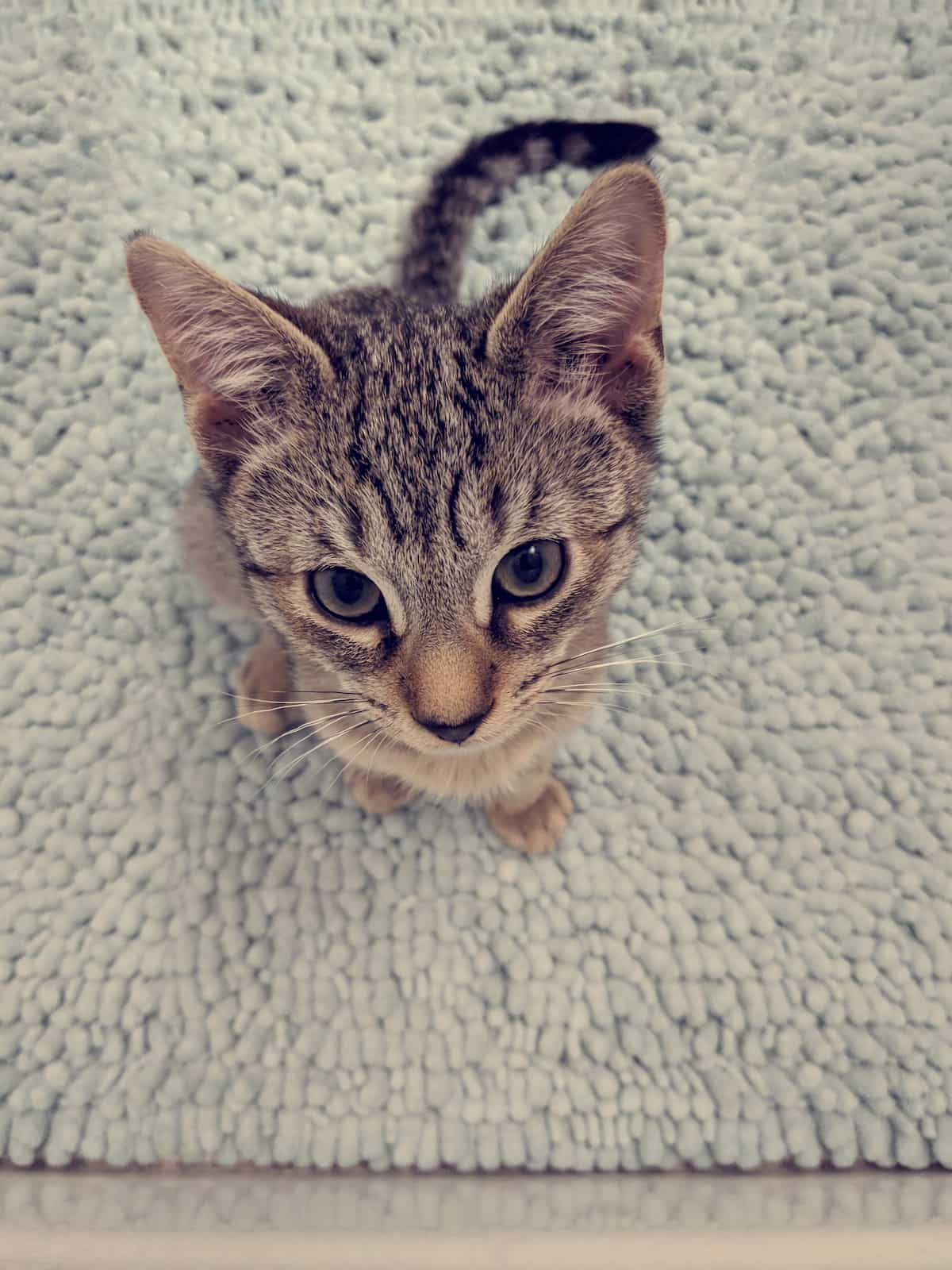 Why Do Cats Like To Pee On Bathroom Rugs Common Reasons