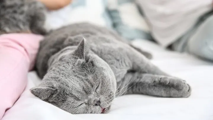 Why Do Cats Like To Sleep With Their Owners – 12 Reasons!