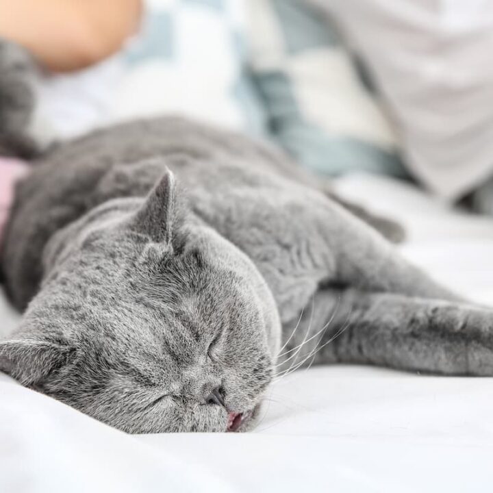 Why Do Cats Like To Sleep With Their Owners 12 Reasons!