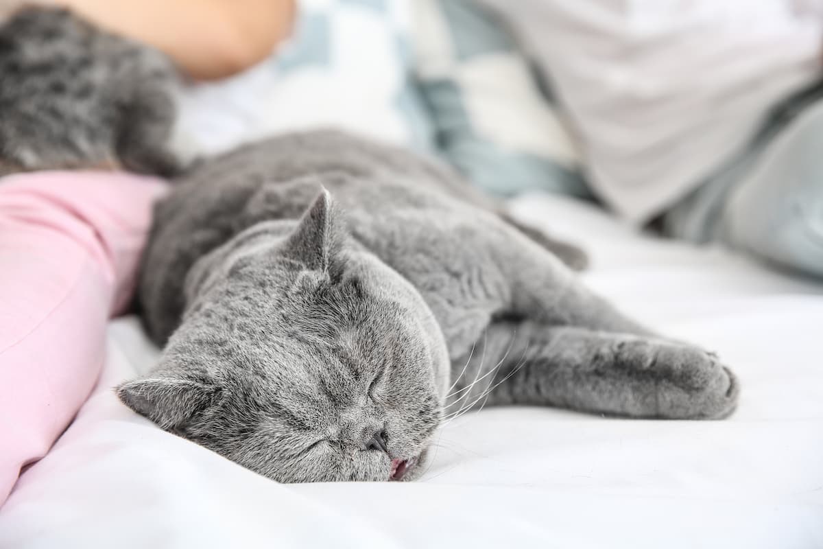 why-do-cats-like-to-sleep-with-their-owners-12-reasons-faqcats