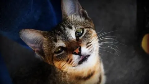 Why Do Cats Make Huffing Noises &ndash; Should You Be Concerned?