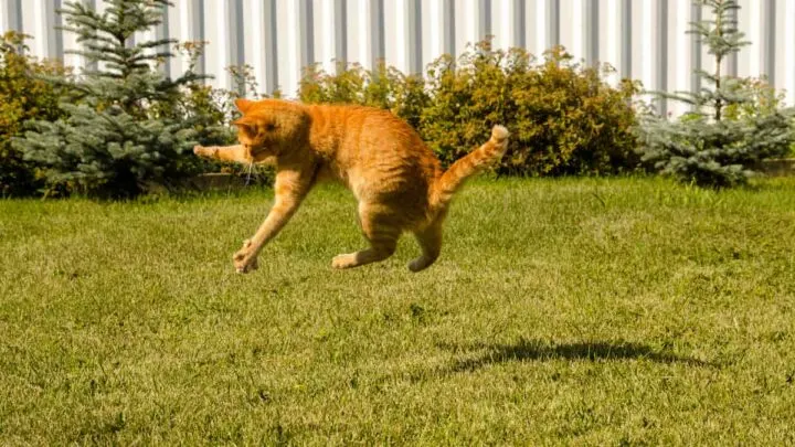 Why Do Cats Make Noises When They Jump&nbsp;&ndash; 5 Common Reasons