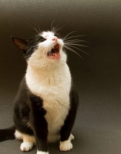 Why do cats make weird noises at night?