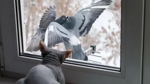 Why Do Cats Meow At Birds &ndash; Chirping & Chatter Explained!