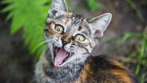 Why Do Cats Meow Back At You – How They Communicate