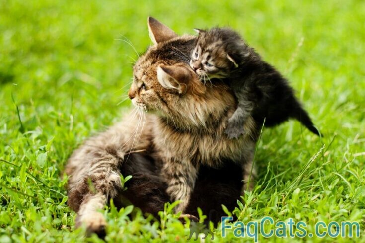 Why Do Cats Move Their Kittens – 5 Explanations – FAQcats.com