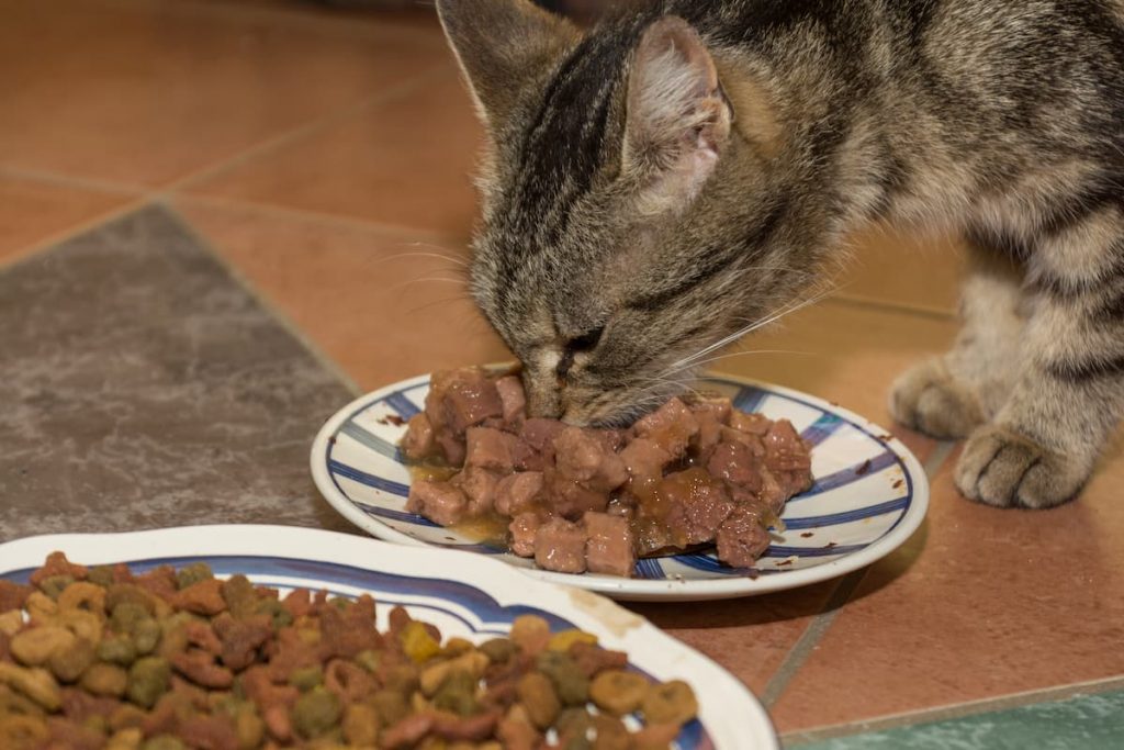 Why Do Cats Never Finish Their Food – 5 Reasons! – FAQcats.com