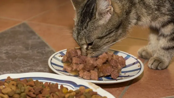 Why Do Cats Never Finish Their Food – 5 Reasons!
